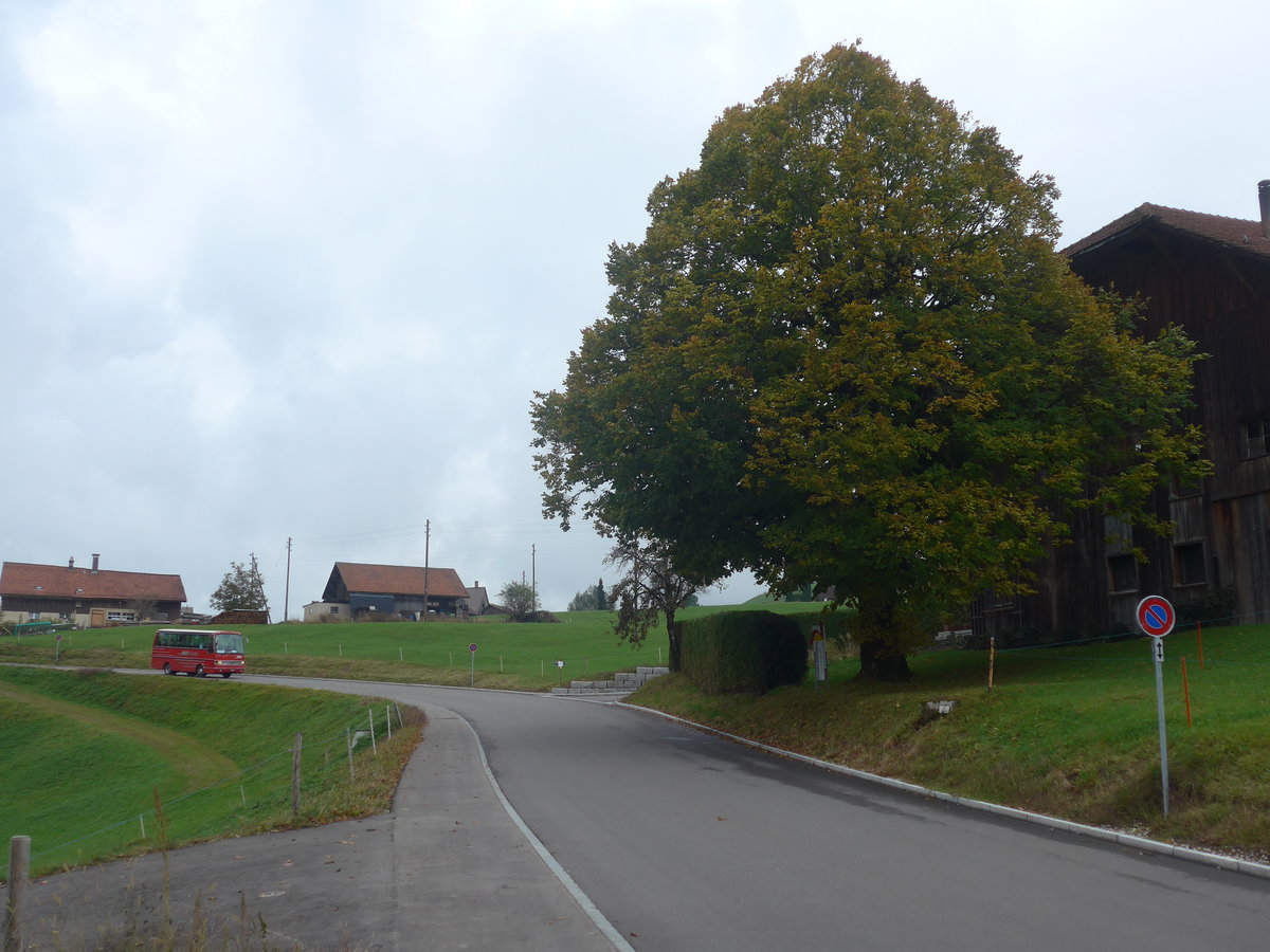 (221'849) - Biegger, Uster - Nr. 31/GL 1946 - Setra (ex AFA Adelboden Nr. 31; ex AFA Adelboden Nr. 10; ex Fr�hlich, Z�rich) am 12. Oktober 2020 in Gh�ch, Gh�chstrasse