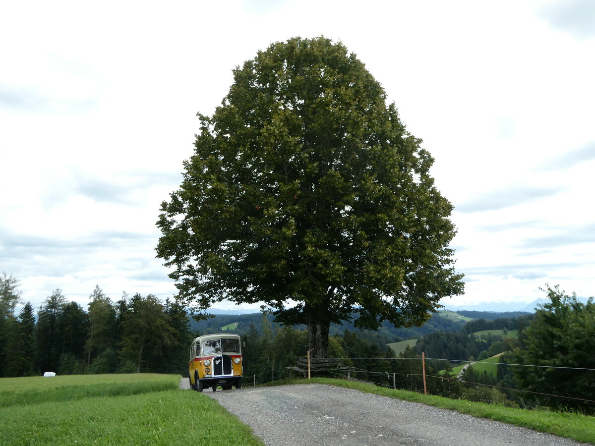 (253'574) - Schmid, Th�rishaus - Nr. 3/BE 26'760 - Saurer/Gangloff (ex Geiger, Adelboden Nr. 3) am 9. August 2023 in Bigenthal, Hellweid