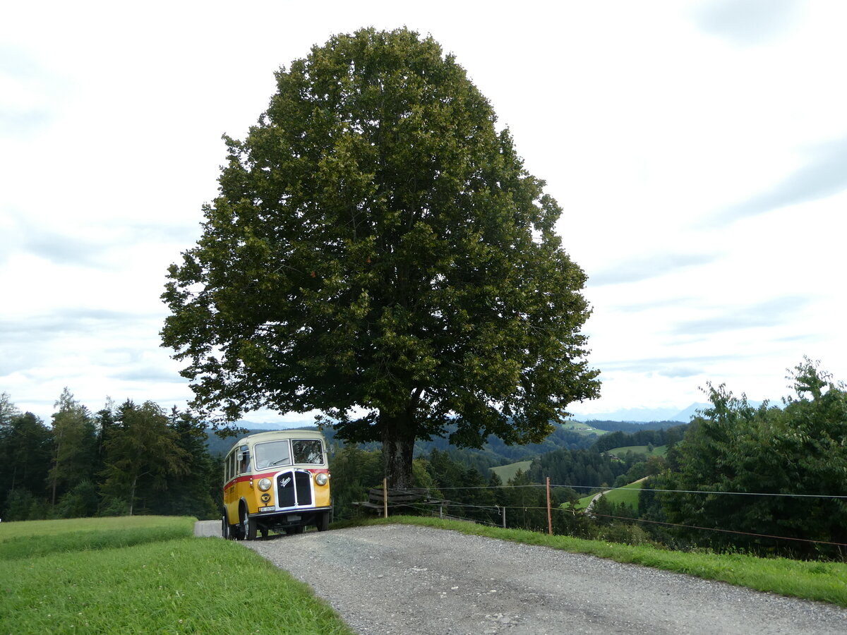 (253'575) - Schmid, Th�rishaus - Nr. 3/BE 26'760 - Saurer/Gangloff (ex Geiger, Adelboden Nr. 3) am 9. August 2023 in Bigenthal, Hellweid