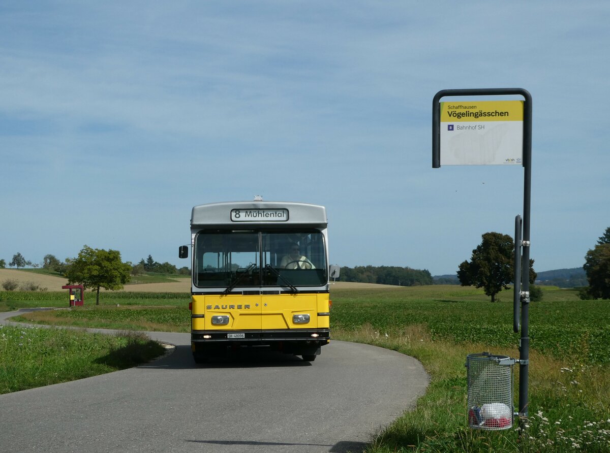 (255'323) - Wanner, Schleitheim - SH 48'096 - Saurer/Hess (ex Ruklic, Schaffhausen; ex VBSH Schaffhausen Nr. 40; ex VBSH Schaffhausen Nr. 19) am 17. September 2023 in Schaffhausen, V�geling�sschen