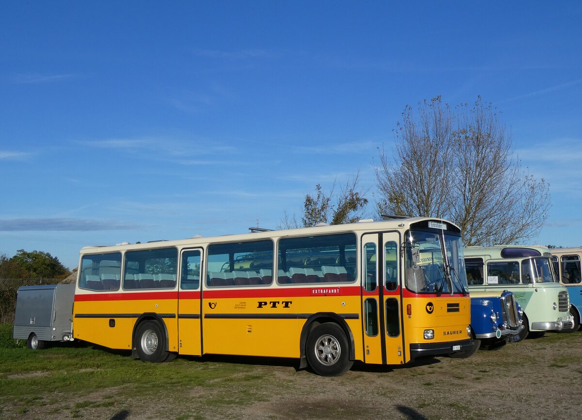 (268'439) - Aus der Schweiz: Schmid, Th�rishaus - BE 26'206 - Saurer/T�scher (ex P 24'244) am 25. Oktober 2024 in Kintzheim, Cigoland